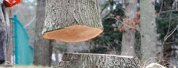 Best Tree Removal  in Cottage City, MD