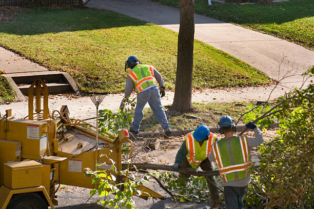 Best Tree Trimming and Pruning  in Cottage City, MD